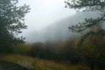 PICTURES/Pikes Peak - No Bust/t_Mist in Trees3.JPG